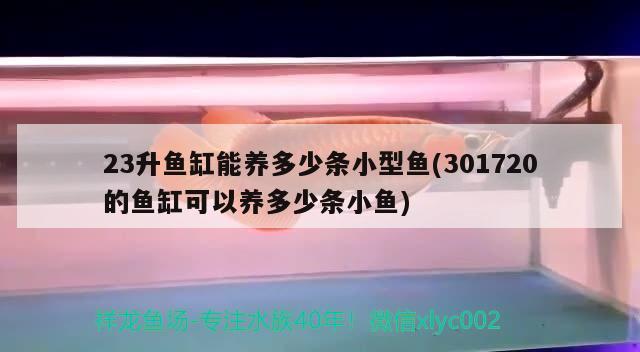 23升魚缸能養(yǎng)多少條小型魚(301720的魚缸可以養(yǎng)多少條小魚)