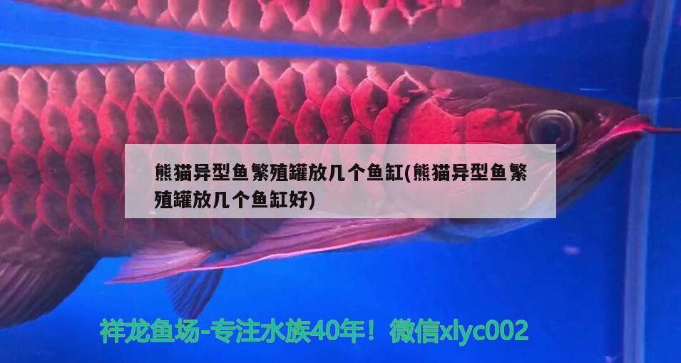 熊貓異型魚(yú)繁殖罐放幾個(gè)魚(yú)缸(熊貓異型魚(yú)繁殖罐放幾個(gè)魚(yú)缸好) 祥龍魚(yú)場(chǎng)