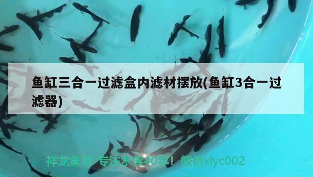 魚缸三合一過濾盒內(nèi)濾材擺放(魚缸3合一過濾器)