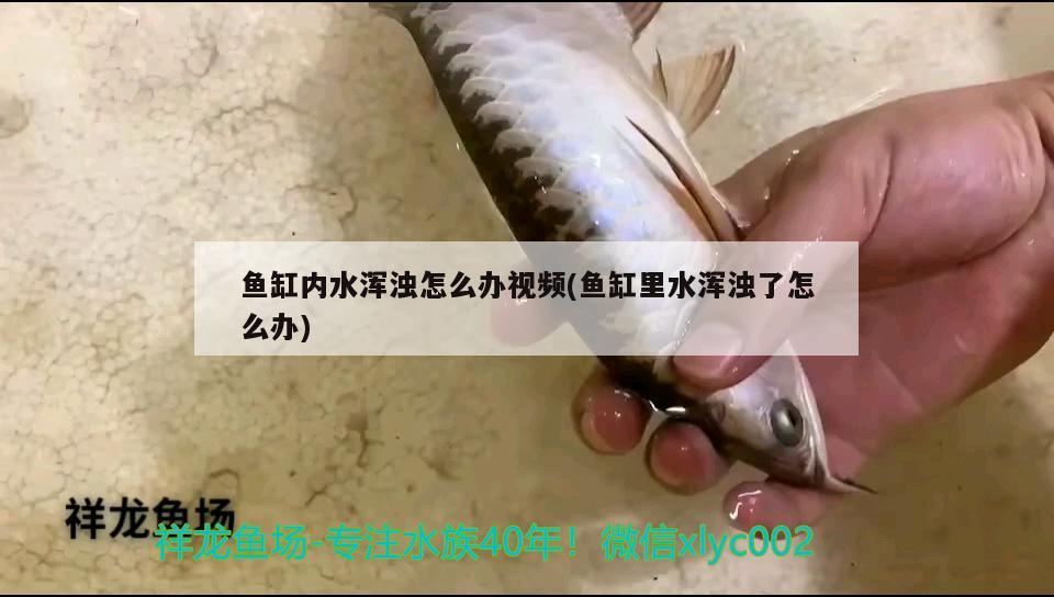 魚缸內(nèi)水渾濁怎么辦視頻(魚缸里水渾濁了怎么辦) 黃金鴨嘴魚