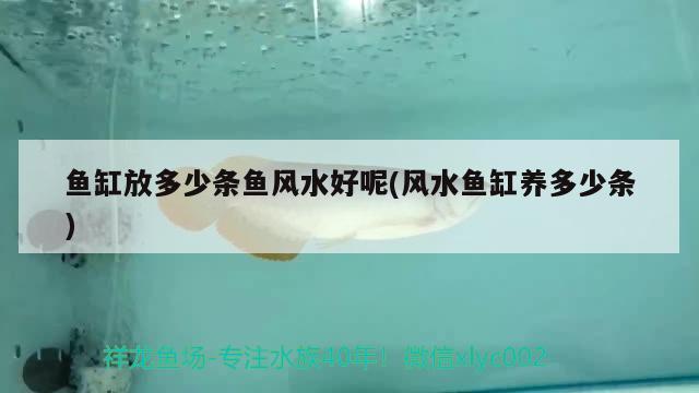 魚缸放多少條魚風(fēng)水好呢(風(fēng)水魚缸養(yǎng)多少條) 魚缸風(fēng)水