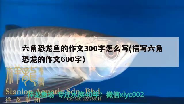 六角恐龍魚的作文300字怎么寫(描寫六角恐龍的作文600字) 紅白錦鯉魚