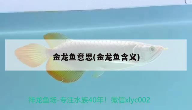 金龍魚意思(金龍魚含義) 非洲金鼓魚 第2張