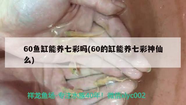 60魚缸能養(yǎng)七彩嗎(60的缸能養(yǎng)七彩神仙么) 七彩神仙魚