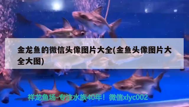 金龍魚的微信頭像圖片大全(金魚頭像圖片大全大圖) 巴西亞魚 第1張