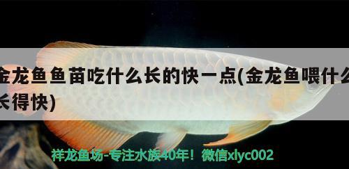 金龍魚魚苗吃什么長的快一點(diǎn)(金龍魚喂什么長得快)