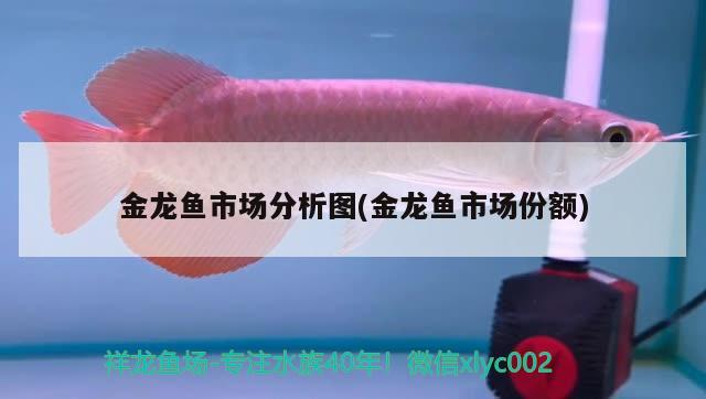 金龍魚市場分析圖(金龍魚市場份額) 高背金龍魚