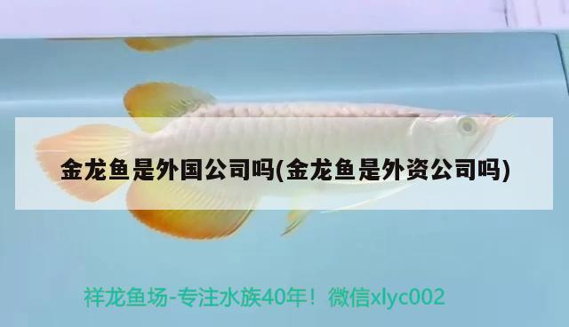 金龍魚是外國公司嗎(金龍魚是外資公司嗎)