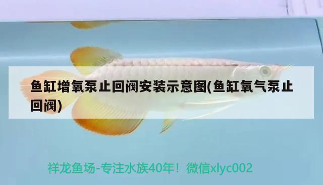 魚缸增氧泵止回閥安裝示意圖(魚缸氧氣泵止回閥) 月光鴨嘴魚苗