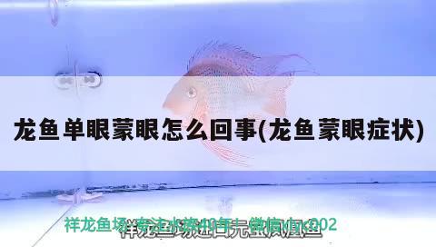 龍魚單眼蒙眼怎么回事(龍魚蒙眼癥狀) 奈及利亞紅圓點(diǎn)狗頭