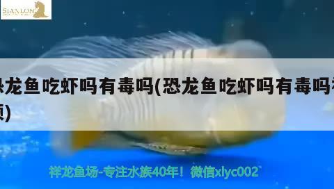 恐龍魚(yú)吃蝦嗎有毒嗎(恐龍魚(yú)吃蝦嗎有毒嗎視頻)