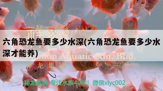 六角恐龍魚要多少水深(六角恐龍魚要多少水深才能養(yǎng)) 黃金貓魚