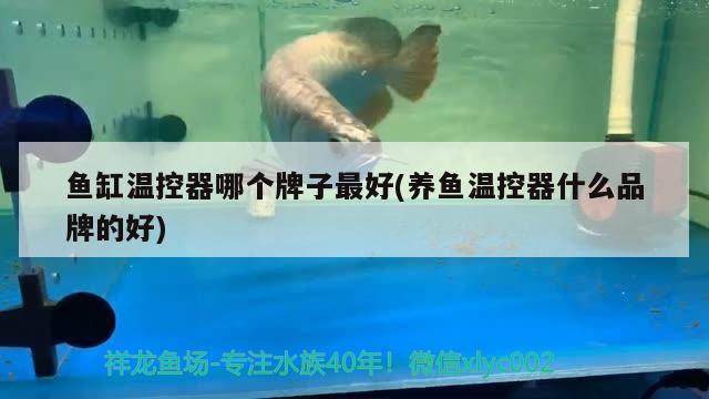 金龍魚飼料原料是什么做的（金龍魚飼料哪個(gè)品牌好）