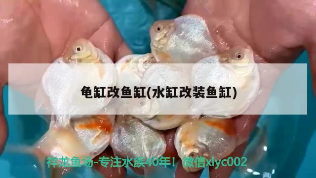 龜缸改魚缸(水缸改裝魚缸) 烏龜