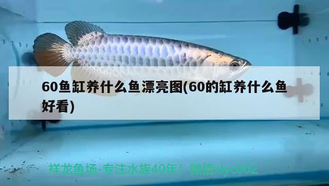 60魚(yú)缸養(yǎng)什么魚(yú)漂亮圖(60的缸養(yǎng)什么魚(yú)好看) 粗線銀版魚(yú)苗