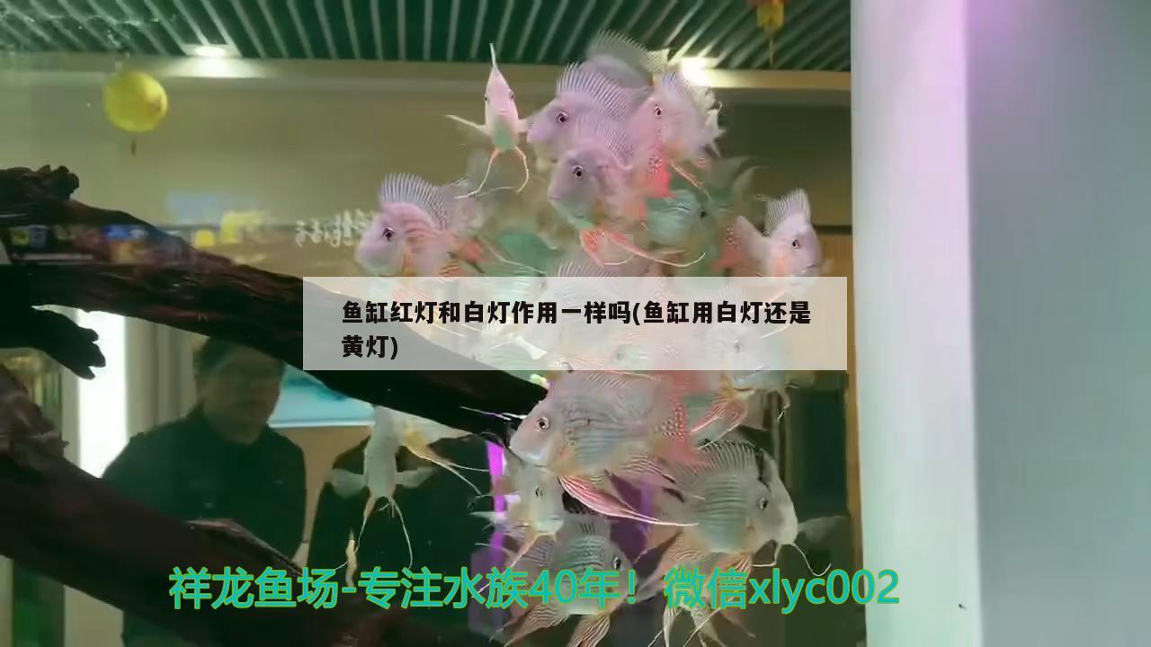 魚缸紅燈和白燈作用一樣嗎(魚缸用白燈還是黃燈) 新加坡號(hào)半紅龍魚（練手級(jí)紅龍魚）