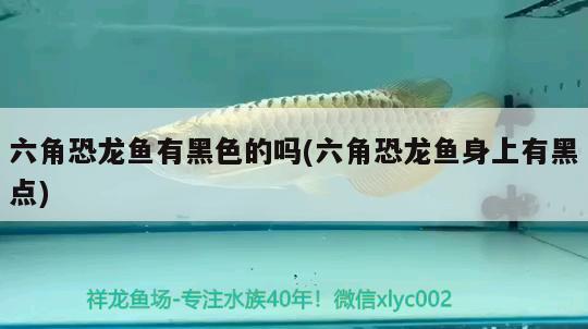 金龍魚在上面不愛游動(金龍魚不愛游動不吃食) 觀賞魚飼料