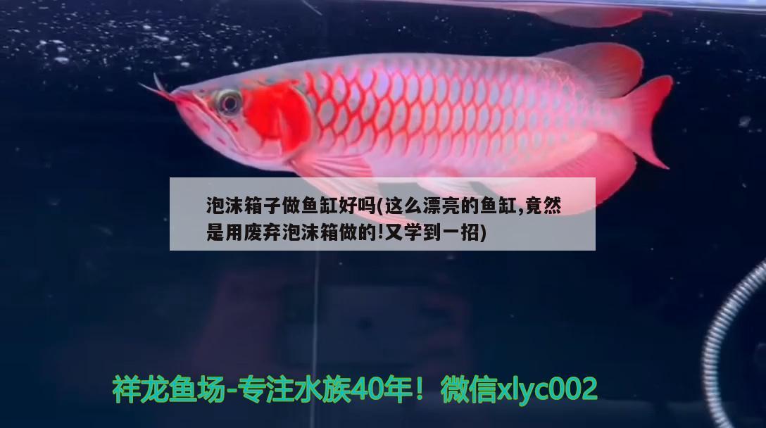 泡沫箱子做魚缸好嗎(這么漂亮的魚缸,竟然是用廢棄泡沫箱做的!又學(xué)到一招) 白條過背金龍魚