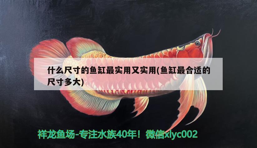 什么尺寸的魚缸最實用又實用(魚缸最合適的尺寸多大) 野生埃及神仙魚