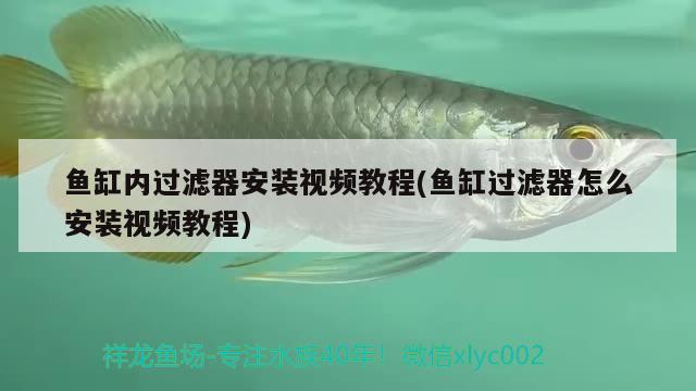 沉木引起魚缸水發(fā)黃怎么處理多久才會改善呢(沉木放魚缸水變黃) 純血皇冠黑白魟魚