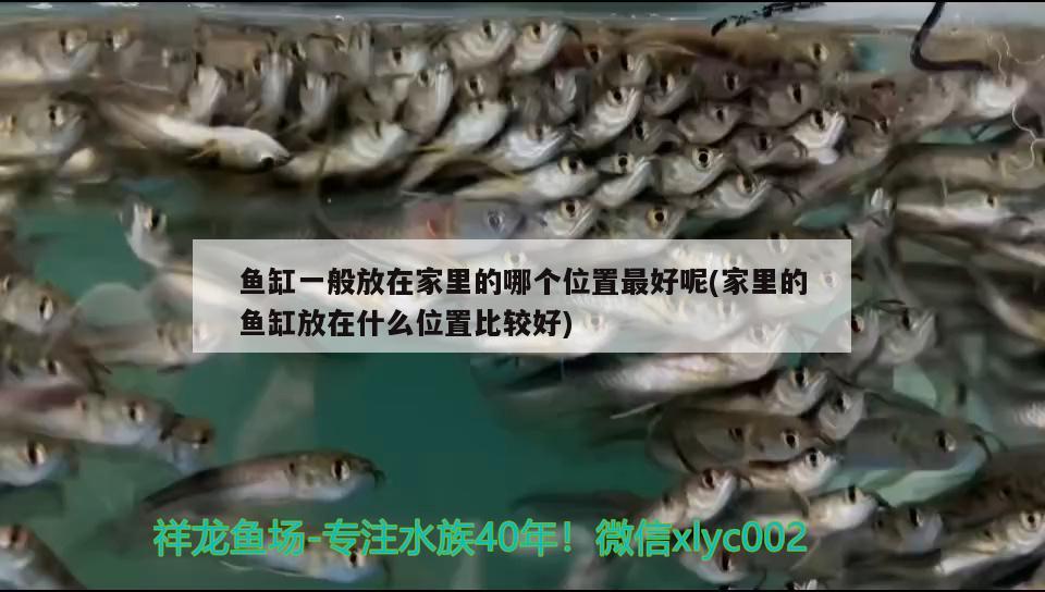 魚(yú)缸一般放在家里的哪個(gè)位置最好呢(家里的魚(yú)缸放在什么位置比較好)