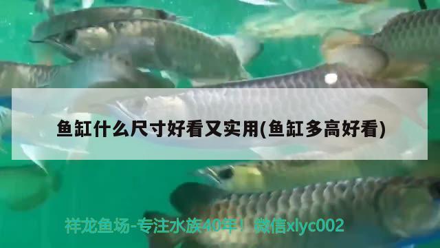 魚缸什么尺寸好看又實用(魚缸多高好看) 斑馬鴨嘴魚苗