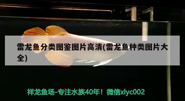 銀龍魚(yú)和食人魚(yú)能混養(yǎng)嗎（銀龍魚(yú)和其他魚(yú)能一起養(yǎng)嗎）