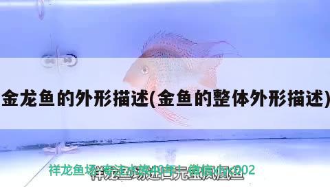 魚缸過濾器不打氧冒水視頻(魚缸過濾器抽水不出氧氣什么原因) 超血紅龍魚