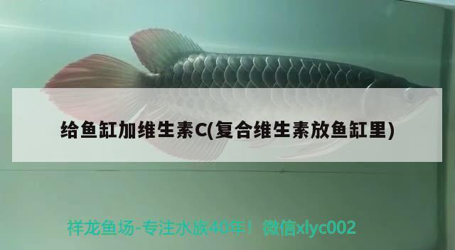 給魚(yú)缸加維生素C(復(fù)合維生素放魚(yú)缸里) 養(yǎng)魚(yú)知識(shí)