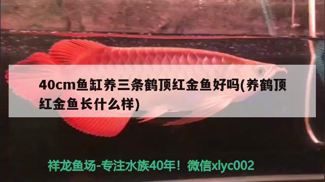 40cm魚缸養(yǎng)三條鶴頂紅金魚好嗎(養(yǎng)鶴頂紅金魚長什么樣)