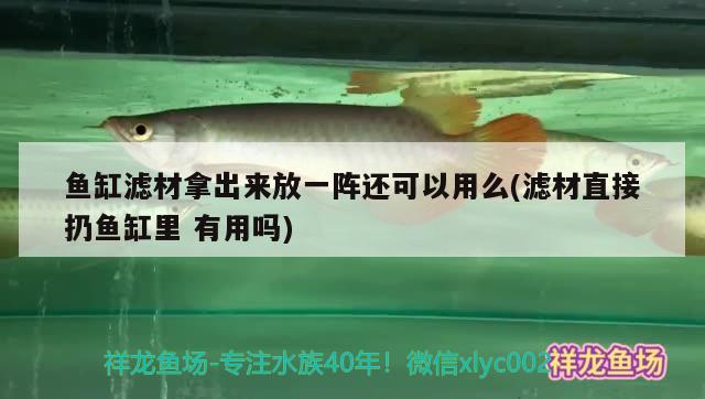 魚缸濾材拿出來放一陣還可以用么(濾材直接扔魚缸里有用嗎) 紅老虎魚