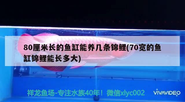 80厘米長的魚缸能養(yǎng)幾條錦鯉(70寬的魚缸錦鯉能長多大) 廣州水族器材濾材批發(fā)市場