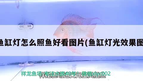 魚缸燈怎么照魚好看圖片(魚缸燈光效果圖)