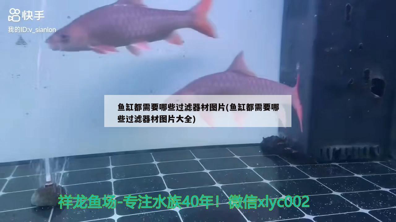 魚(yú)缸都需要哪些過(guò)濾器材圖片(魚(yú)缸都需要哪些過(guò)濾器材圖片大全)