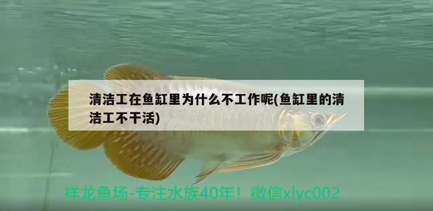 清潔工在魚缸里為什么不工作呢(魚缸里的清潔工不干活)