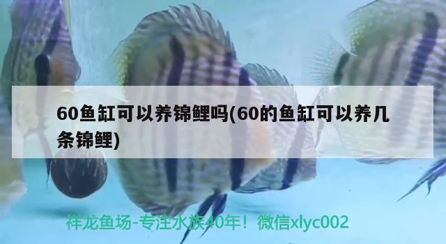 60魚缸可以養(yǎng)錦鯉嗎(60的魚缸可以養(yǎng)幾條錦鯉) 潛水艇魚