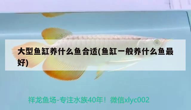 十大養(yǎng)不死的燈科魚（建議窮人養(yǎng)的10種冷水魚）