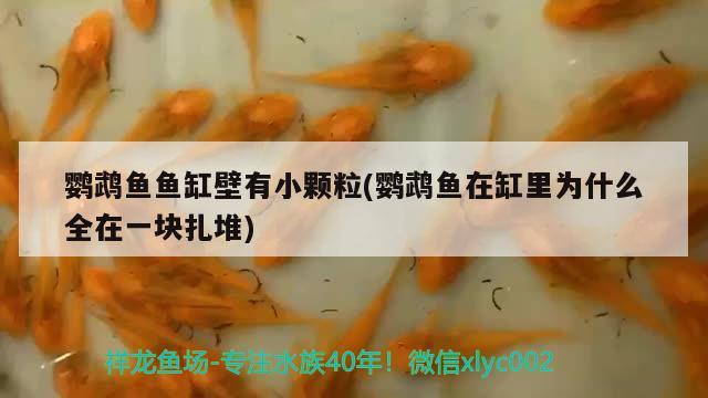 鸚鵡魚(yú)魚(yú)缸壁有小顆粒(鸚鵡魚(yú)在缸里為什么全在一塊扎堆) 鸚鵡魚(yú)