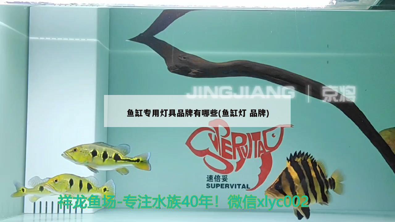 魚缸專用燈具品牌有哪些(魚缸燈品牌) 申古三間魚