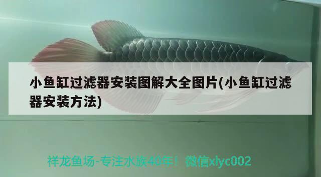 龍魚喂什么發(fā)色最好，龍魚吃什么發(fā)色最好，，龍魚吃什么發(fā)色快，怎么養(yǎng)長得快