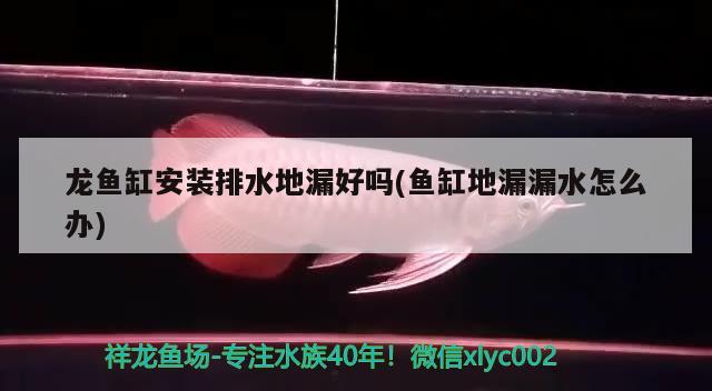 沉木太大魚缸放不下怎么辦呢（沉木太大魚缸放不下怎么辦呢視頻） 其他品牌魚缸 第2張