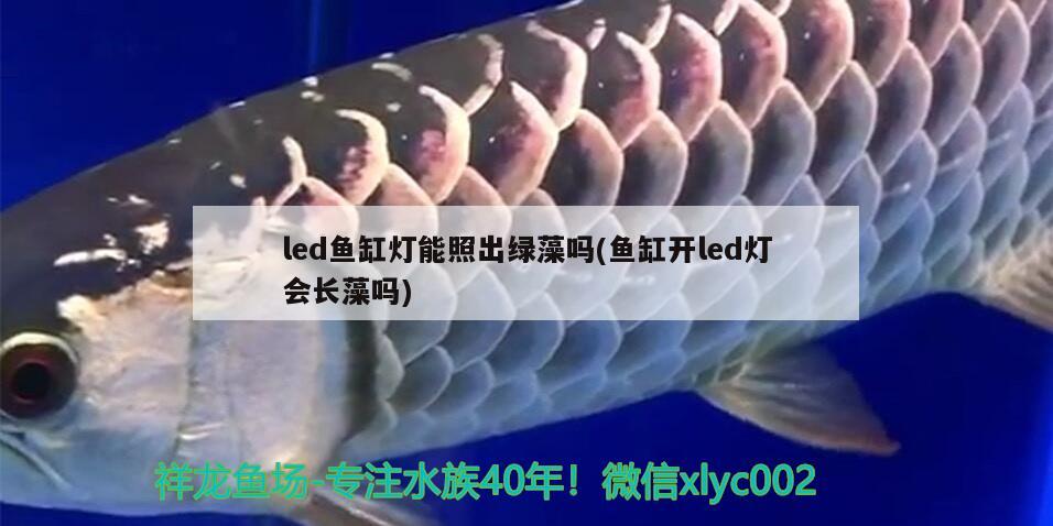 led魚缸燈能照出綠藻嗎(魚缸開led燈會長藻嗎) 財神鸚鵡魚