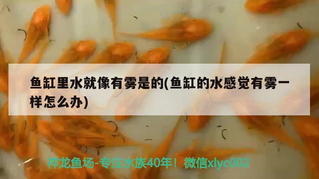 80厘米的魚(yú)缸可以養(yǎng)銀龍嗎? 80厘米的魚(yú)缸可以養(yǎng)銀龍嗎視頻 超血紅龍魚(yú) 第1張