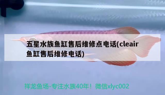 超白魚缸那個牌子好，什么牌子好，超白魚缸哪個牌子好 黃金夢幻雷龍魚 第3張