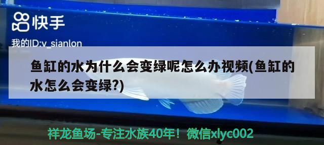 德陽魚缸訂做廠家（德陽魚缸訂做廠家電話） 廣州龍魚批發(fā)市場 第1張