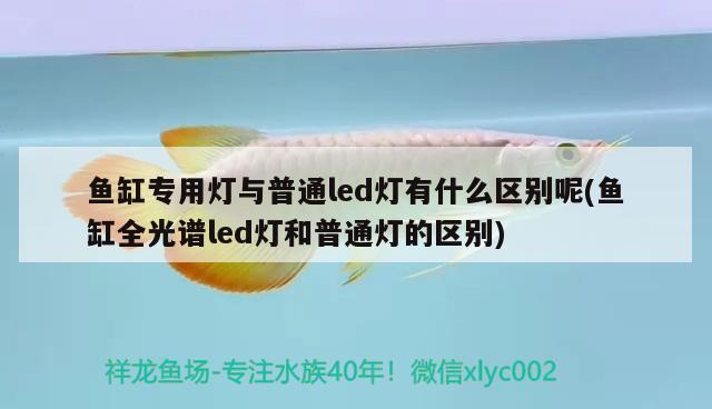 魚缸專用燈與普通led燈有什么區(qū)別呢(魚缸全光譜led燈和普通燈的區(qū)別) 黃金達(dá)摩魚