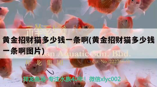 龍魚背景圖片大全高清圖壁紙(龍魚背景圖片大全高清圖壁紙下載) 鸚鵡魚