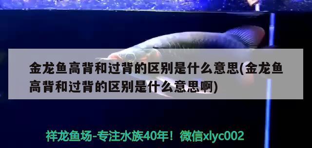 金龍魚高背和過背的區(qū)別是什么意思(金龍魚高背和過背的區(qū)別是什么意思啊)