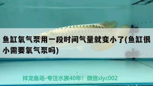 魚(yú)缸氧氣泵用一段時(shí)間氣量就變小了(魚(yú)缸很小需要氧氣泵嗎) 新加坡號(hào)半紅龍魚(yú)（練手級(jí)紅龍魚(yú)）