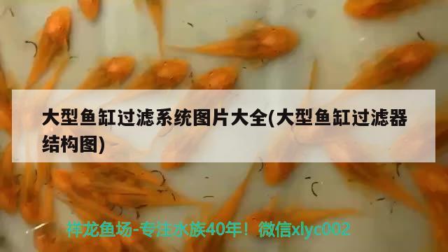 大型魚缸過濾系統(tǒng)圖片大全(大型魚缸過濾器結(jié)構(gòu)圖) 黑帝王魟魚